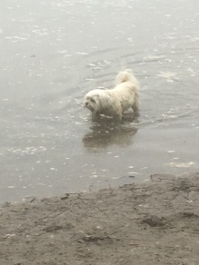 Cleo takes a paddle in the marshland